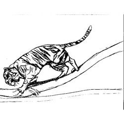 Tigre #9563