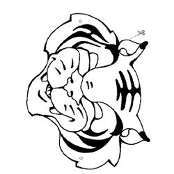 Tigre #9565