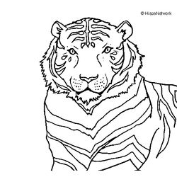 Tigre #9569