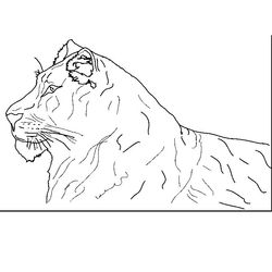 Tigre #9570