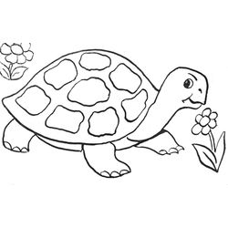 Tortuga #9599