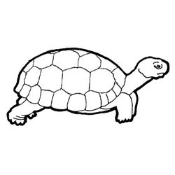Tortuga #9600