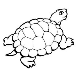 Tortuga #9603