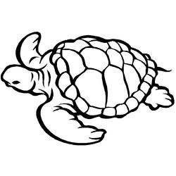 Tortuga #9605