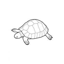 Tortuga #9607