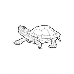 Tortuga #9609