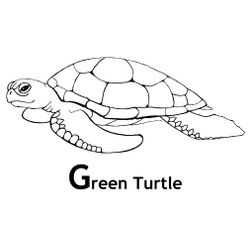 Tortuga #9611