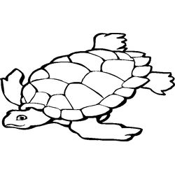 Tortuga #9613