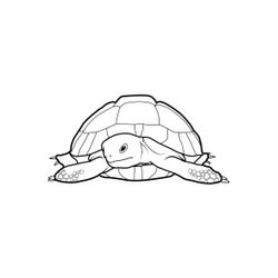 Tortuga #9616