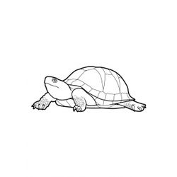 Tortuga #9626