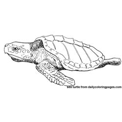 Tortuga #9629