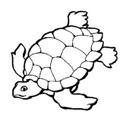 Tortuga #9630