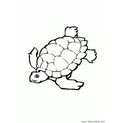 Tortuga #9633