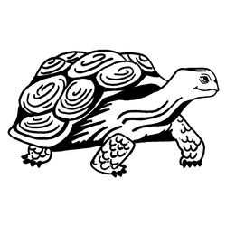 Tortuga #9640
