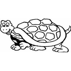 Tortuga #9645