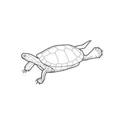 Tortuga #9646