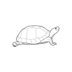 Tortuga #9649