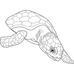 Tortuga #9651