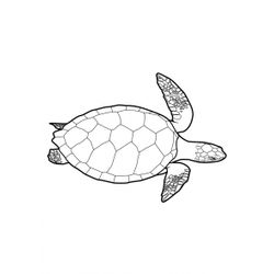 Tortuga #9655