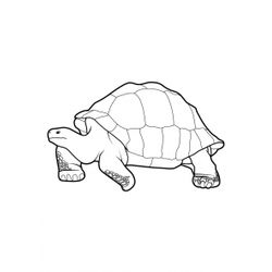 Tortuga #9660