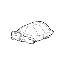 Tortuga #9668