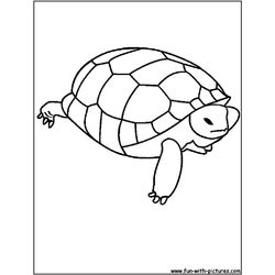 Tortuga #9675