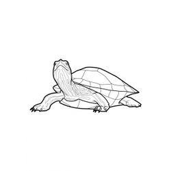 Tortuga #9691