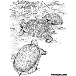 Tortuga #9698