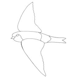 Golondrina #9708
