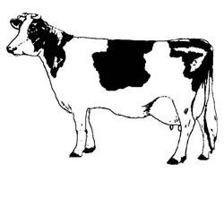 Vaca #9720
