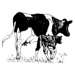 Vaca #9730
