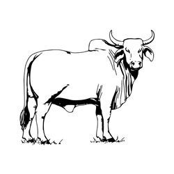 Vaca #9756
