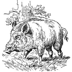 Javalí #9847