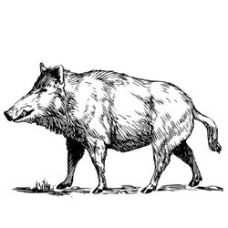 Javalí #9848