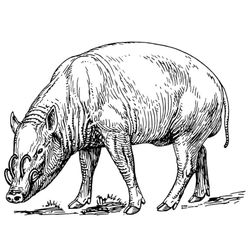 Javalí #9858