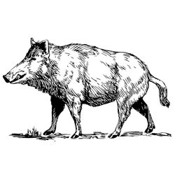 Javalí #9860