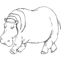 Zoo #10003