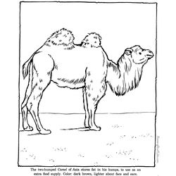 Zoo #10011
