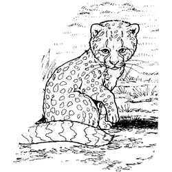 Zoo #10019