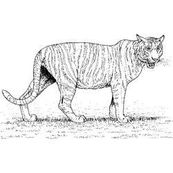 Zoo #10024