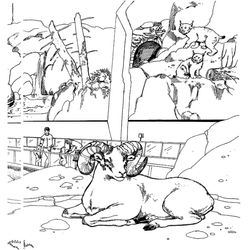 Zoo #10036