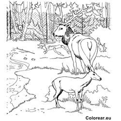 Zoo #10042