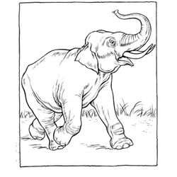 Zoo #10060