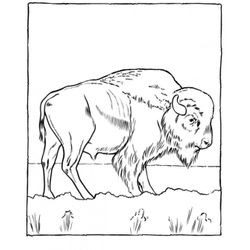 Zoo #10064