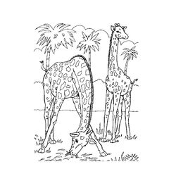 Zoo #9887