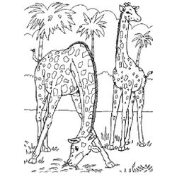 Zoo #9914