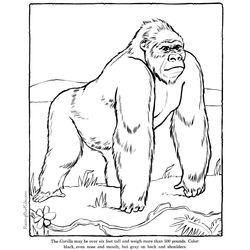 Zoo #9931
