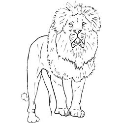 Zoo #9936