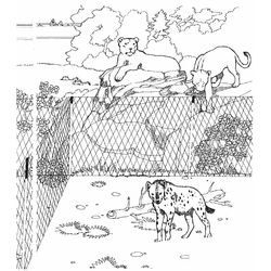 Zoo #9954