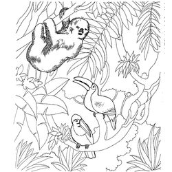 Zoo #9955